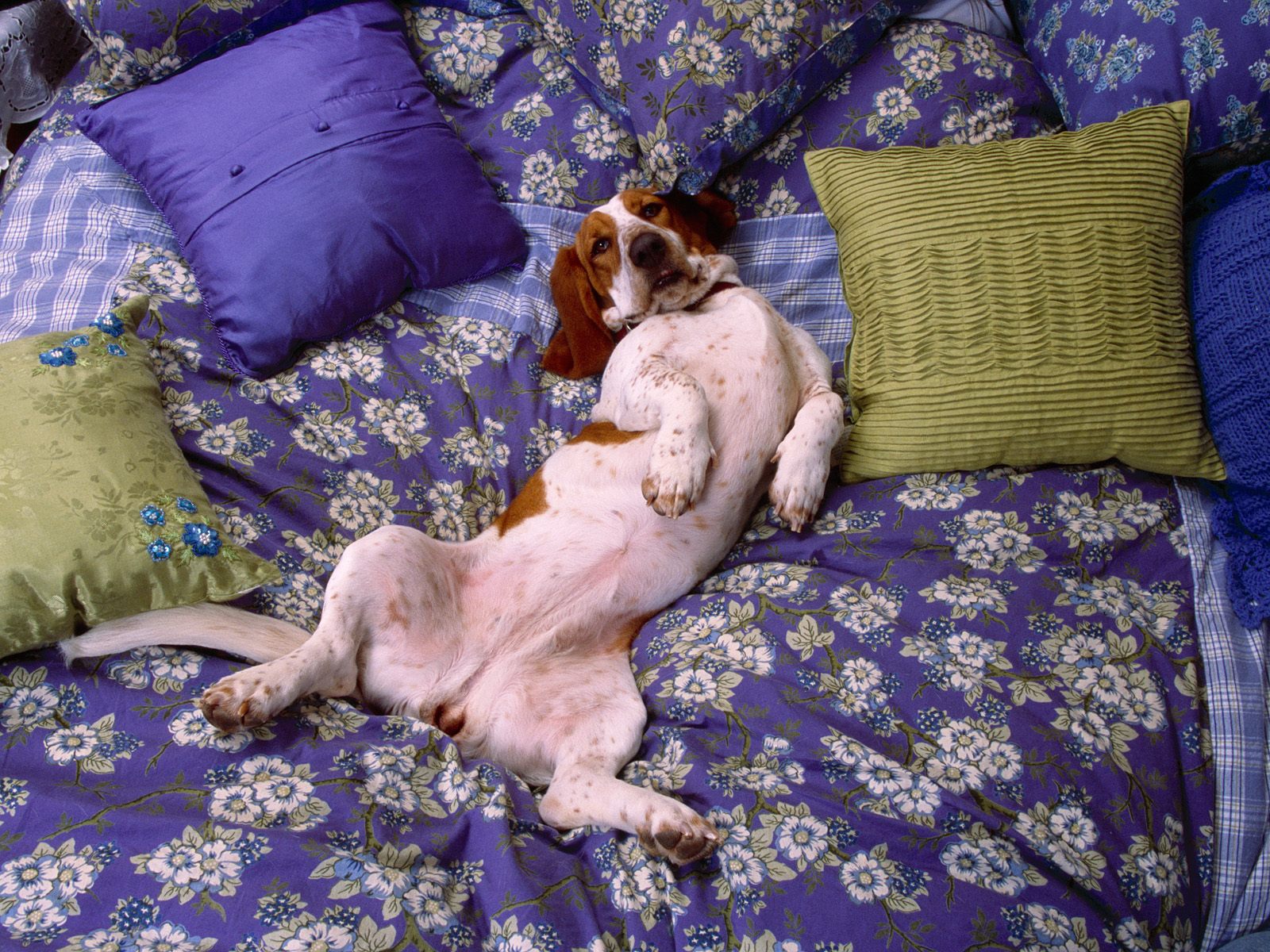 真实拍摄萌宠桌面壁纸合集1600x1200